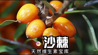 秋季必吃水果✨【沙棘】天然VC宝库【养研凯丽】 [upl. by Ewall]