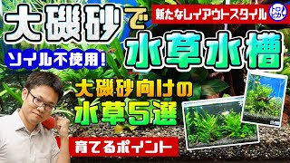 【新たなスタイル】大磯砂で水草水槽！？大磯砂向けの水草5選とその理由 [upl. by Bullen863]