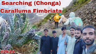 Searching Chonga Caralluma Fimbriata Mountain [upl. by Iak]