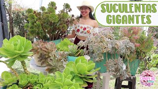 10 SUCULENTAS QUE CRECEN GIGANTES │Candy Bu [upl. by Nady803]