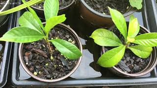 How To Propagate Gardenias The Easy Way [upl. by Oiludbo355]