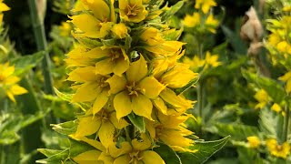 Yellow Loosestrife great companion plant for Iris [upl. by Namlak]