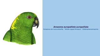 Video Encyclopedia of Parrot Species  309 Amazona auropalliata [upl. by Kcirdet467]