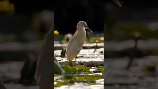 Squacco Heron Ardeola ralloides birds bird nature [upl. by Notnarb]