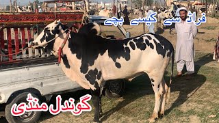 Frud Alert 🚨 gondal mandi 2024 latest update ll part 1 ll Talagang mandi ll Jamil tv ll [upl. by Pessa289]