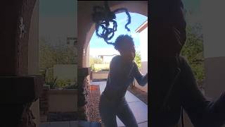 Mr Spider is back for Halloween to scare everyone scarepranks prank halloween [upl. by Guevara]