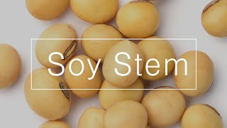 SoyStem Collagen synthesis and AntiWrinkle [upl. by Levitt328]