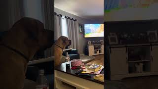 Killer dog Bruce watching TV LOL [upl. by Lemrahc880]