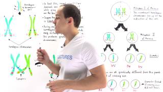 Linked Genes Crossing Over and Genetic Recombination [upl. by Tilly986]