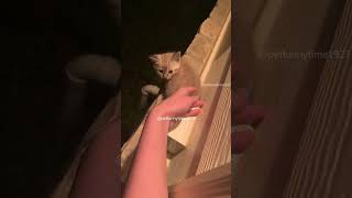 Hcatcatlover fumny fumnyvideos foryou fypage fyp fumnycatcats [upl. by Margarita]