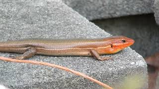 The BroadHeaded Skink A Beautiful And Harmless Lizard [upl. by Drugi836]