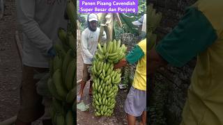 Panen Pisang Cavendish Super Besar dan Panjang ekoazis [upl. by Cochard]