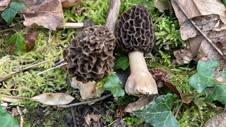 Morilles de début de saison et en musique 👍 [upl. by Otsedom]