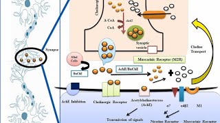 Cholinergic system Classification 🩵📒 [upl. by Hsizan]