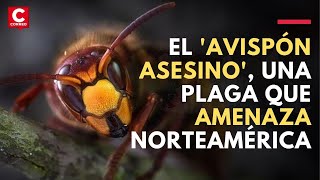 quotAVISPAS ASESINASquot amenazan a Estados Unidos en plena pandemia del COVID19 [upl. by Kareem]