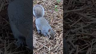 Watch Eastern Gray Squirrel [upl. by Yzzo77]