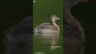 Lesser whistling duck  Le Le birds wildlife nature animals photography birdphotography [upl. by Quarta]