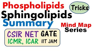 Phospholipid and sphingolipid [upl. by Joe170]