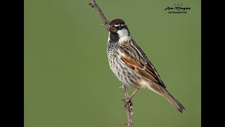 Gorrión moruno Spanish sparrow [upl. by Player633]