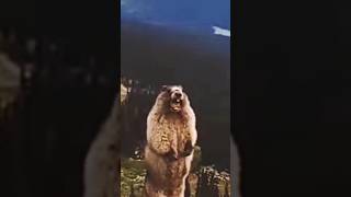 MARMOT SCREAMING 😱 MEME VOICE VIRAL 💕☺️ [upl. by Niattirb]