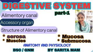 Digestive system  Alimentory canal  Accessory organ Structure of Alimentory canal A amp p gnmbsc [upl. by Lebama232]