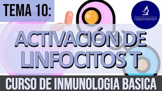 Activación y Diferenciación de Linfocitos T  Sinapsis Inmunológica  Subgrupos de Linfocitos T [upl. by Hunger454]