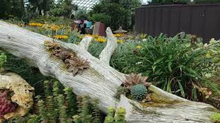 Peculiar Plants of the Succulent Garden Flower Dome Gardens by the Bay Singapore March 2024 [upl. by Koral]