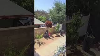 Bear vs Dog fight Dog saves Owner from Bear shorts dog bears animals [upl. by Naget773]