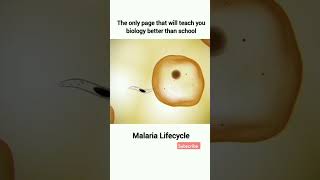 Maleria life cycle viralmedicalanatomytrendingmostpopularsourtvideoclasses [upl. by Kasevich114]