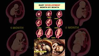 Pregnancy Week by Week Early Fetal Growth Milestones shorts baby Pregnancy health [upl. by Eon207]