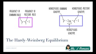 Lesson Video  The Hardy Weinberg Equilibrium [upl. by Peppel]