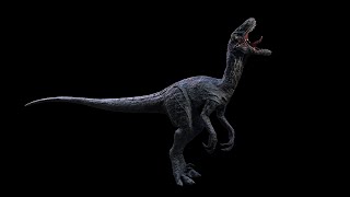 Raptor  Velociraptor DinosaurShortVer [upl. by Raskin]