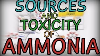 Sources and Toxicity of Ammonia [upl. by Culbert]