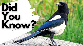 Things you need to know about MAGPIES [upl. by Nilyahs]