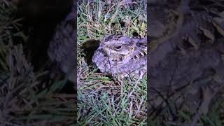 Nightjar Indian nightjar birds birdlovers birdvideos bird birdwatching nightbird nightbird [upl. by Aiyn]