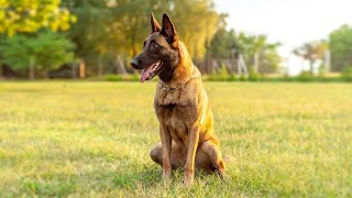 Discover the Belgian Shepherd The Perfect Dog for Active Families and Sports Lovers [upl. by Llewol]