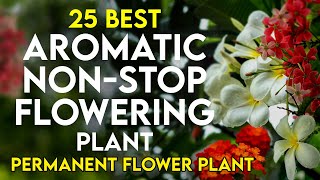 25 best aromatic permanent flowering plants in india  scented flower plant  perennial flower plant [upl. by Ainatit]