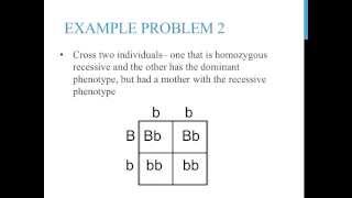 Punnett square practice problems simple [upl. by Dante]