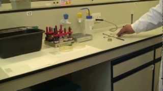 Microbiology Gram Stain [upl. by Otreblig]