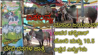 ಏಕಲವ್ಯ ಹಳ್ಳಿಕಾರ್ ಹೋರಿ ಬೇಬಿ ದನಗಳ ಜಾತ್ರೆಯಲ್ಲಿhallikar desicow hallikarstudbull hallikarcalf cow [upl. by Chrisoula988]