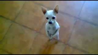 Perrito Chihuahua bailando flamenco quotAna Maríaquot [upl. by Ettenahc]