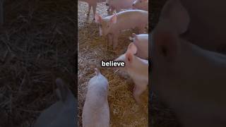 What Makes PIGS So Fascinating amazingfacts facts animalcuriosities [upl. by Meilen]