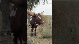 Majestic AnkoleWatusi Enjoys a Hay Feast [upl. by Sulokcin]