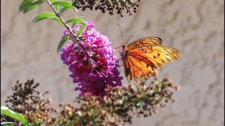 Gulf Fritillary Butterfly [upl. by Whall]