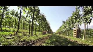 Fantinel Prosecco Video [upl. by Ioyal]