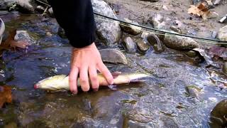 Big Winter Rainbow Trout East Tennesseemp4 [upl. by Wons]