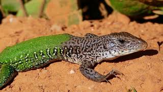 Did You Know Incredible Green Ameiva Facts [upl. by Kam]