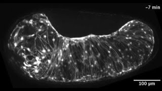 ZEISS ApoTome Tribolium extraembryonic tissue rupture and withdrawal [upl. by Silliw]