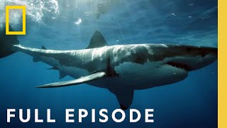 Coastal Sky Sharks Drone Investigation Full Episode  National Geographic [upl. by Raychel95]