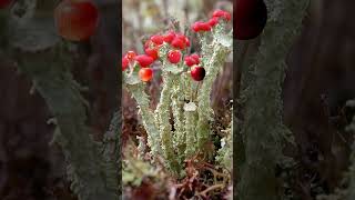 Is this lichen growing fruit nature fungi lichen [upl. by Dunstan]